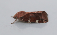 Cosmia diffinis