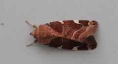 Cosmia diffinis