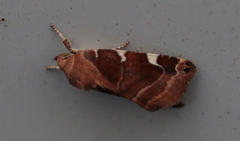 Cosmia diffinis