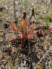 Drosera linearis
