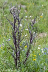 Cirsium eatonii