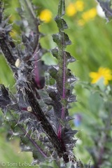 Cirsium eatonii