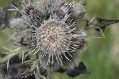 Cirsium eatonii