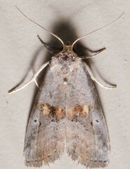 Hyperstrotia flaviguttata