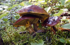 Suillus glandulosus