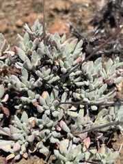 Eriogonum tripodum