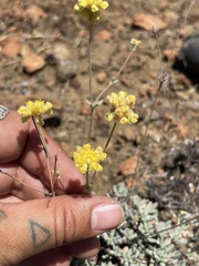 Eriogonum tripodum