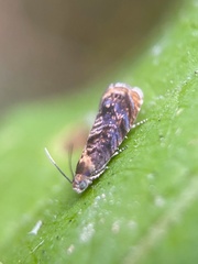 Grapholita lobarzewskii