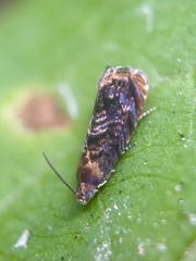 Grapholita lobarzewskii