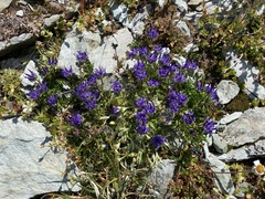 Phyteuma globulariifolium
