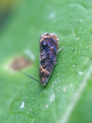 Grapholita lobarzewskii