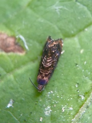 Grapholita lobarzewskii