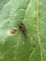 Grapholita lobarzewskii