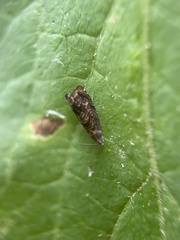 Grapholita lobarzewskii