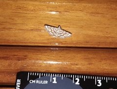 Elophila scitalis