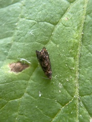 Grapholita lobarzewskii