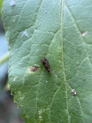 Grapholita lobarzewskii