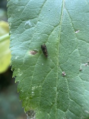 Grapholita lobarzewskii