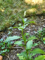 Persicaria