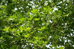 Platanaceae