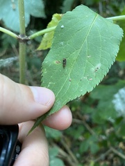 Grapholita lobarzewskii