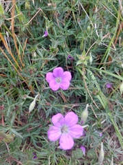 Geranium potentillifolium