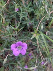 Geranium potentillifolium