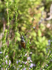 Pedostrangalia pubescens