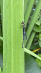 Ischnura elegans