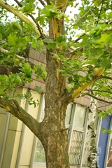 Platanaceae