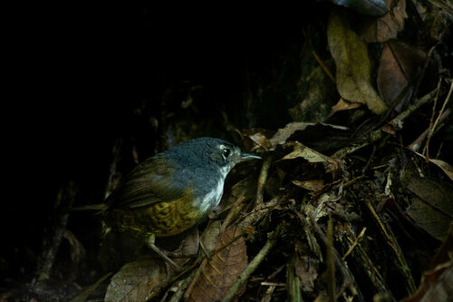 White-breasted Tapaculo (Eleoscytalopus indigoticus), photo 8