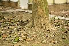 Platanaceae
