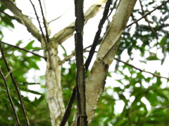 Piptadenia gonoacantha