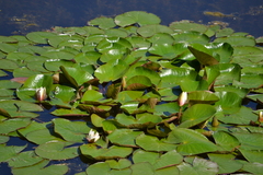 Nymphaea × marliacea