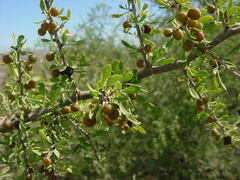 Condalia globosa