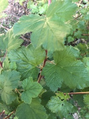 Rubus deliciosus