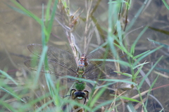 Anax concolor