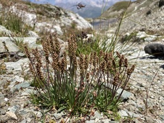 Plantago alpina