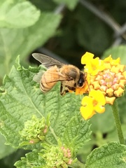 Apis mellifera