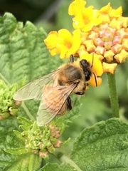 Apis mellifera