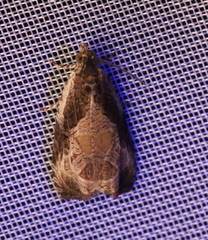 Olethreutes connectum