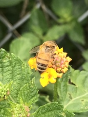 Apis mellifera