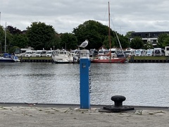 Chroicocephalus ridibundus