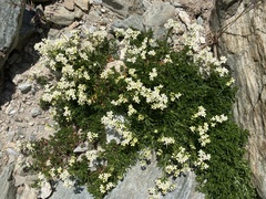 Galium anisophyllon