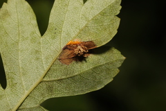 Gymnosporangium clavariiforme