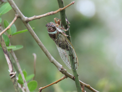 Diceroprocta marevagans