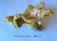 Cantharocybe gruberi