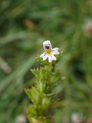Euphrasia frigida