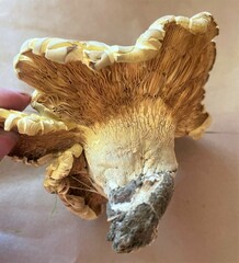 Cantharocybe gruberi