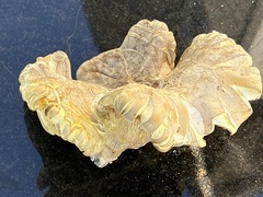 Cantharocybe gruberi